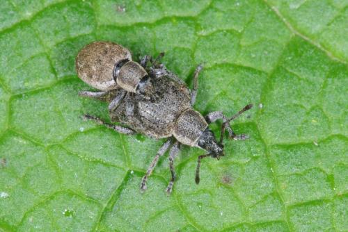 Réf. 343 377 : Peritelus sphaeroides